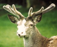 Bild vom Ble&szlig;wild