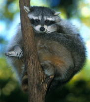 Bild vom Waschb&auml;r