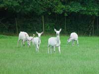 Bild vom wei&szlig;en Rotwild