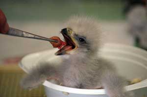 Ein Seeadlerk&uuml;ken wird gef&uuml;ttert