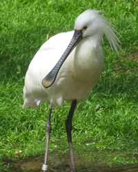 Bild vom L&ouml;ffler